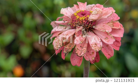 Withered pink flower. Generative AI 121131915