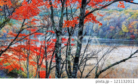 南会津・観音沼の紅葉 121132011