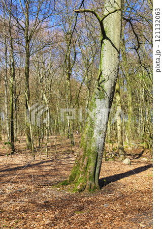 Leafless trees in a forest with a bit of regrowth developing in early spring. Landscape of lots of tree trunks covered in moss and branches in a wild undisturbed nature environment Leafless trees in a forest with a bit of regrowth developing in early spring. Landscape of lots of tree trunks covered in moss and branches in a wild undisturbed nature environment 121132063