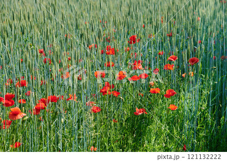 Field of red poppy flowers growing in a green wheat field in summer on a sunny day outside. Uncultivated wild blooms in a colorful overgrown scenic landscape of a meadow with copy space background Field of red poppy flowers growing in a green wheat field in summer on a sunny day outside. Uncultivated wild blooms in a colorful overgrown scenic landscape of a meadow with copy space background 121132222