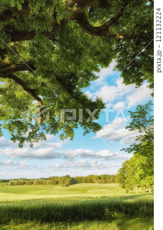 Copyspace and beautiful scenic summer landscape of grassy meadows and trees with a cloudy blue sky. Field with vibrant green grass and plants. View of remote grassland in the countryside in Sweden 121132224