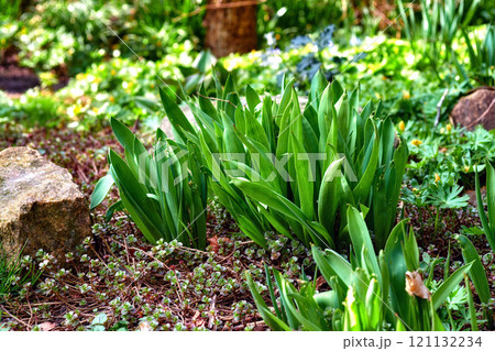 Springtime. Closeup of a fresh narrow-leaf plantain, Plantago lanceolata. A view of tall fresh green plants in a garden with varieties of flowers in blurred background in springtime. 121132234