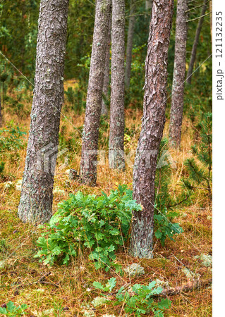 Pine trees in a wild forest in summer. Landscape of various pines, green vegetation with bushes and shrubs growing in nature or in a secluded uncultivated environment on a beautiful sunny day 121132235