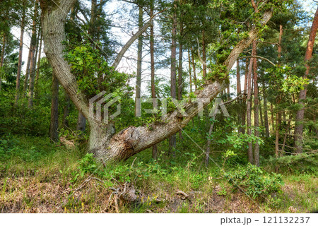 Sturdy tree in a wild forest in summer. A wilderness landscape of various green vegetation with bushes and shrubs growing in nature or in a secluded uncultivated environment on a beautiful sunny day Sturdy tree in a wild forest in summer. A wilderness landscape of various green vegetation with bushes and shrubs growing in nature or in a secluded uncultivated environment on a beautiful sunny day 121132237