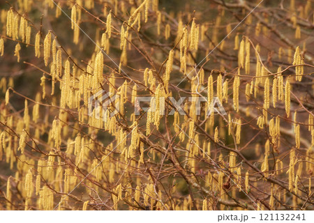 Closeup of yellow hazel catkin growing from dry tree branches or stems in home garden at sunset. Group of hanging budding flowers in remote forest or woods. Environmental nature conservation on trees 121132241