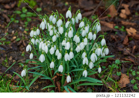 Closeup of wild Snowdrop flowers growing in a garden or forest. Zoom in on texture and bell shape of white petals in a peaceful park. Soothing nature in harmony on quiet, calm afternoon in spring Closeup of wild Snowdrop flowers growing in a garden or forest. Zoom in on texture and bell shape of white petals in a peaceful park. Soothing nature in harmony on quiet, calm afternoon in spring 121132242