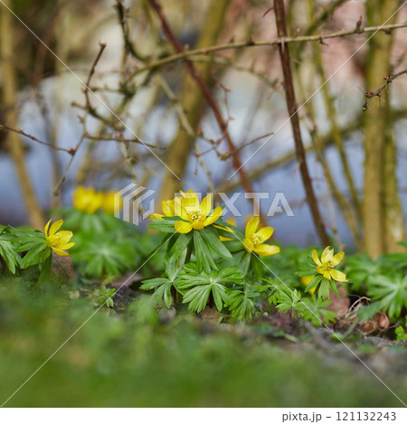 Decorative gardening of Winter Aconite or buttercup flowering plants with thorn twigs in a green backyard. Yellow flowers blooming in spring garden. Vibrant perennial flower heads thriving in nature Decorative gardening of Winter Aconite or buttercup flowering plants with thorn twigs in a green backyard. Yellow flowers blooming in spring garden. Vibrant perennial flower heads thriving in nature 121132243
