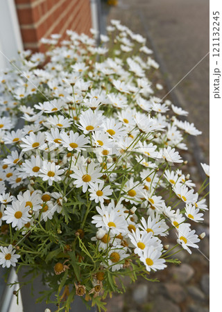 Common daisy flowers growing in a home backyard or garden in summer. Closeup of marguerite perennial flowering plants outside. Bush of beautiful white flowers blooming and sprouting in a yard 121132245