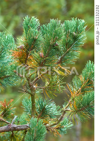 Closeup of a fir or cedar tree branch growing in quiet woods in Sweden. Green leaves or pine needles in a remote coniferous forest. Environmental nature conservation and cultivation of resin trees 121132282