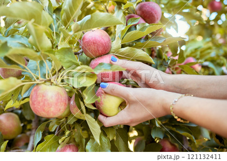 Closeup of a woman picking apples from a tree in a sustainable orchard or farm. Farmer harvesting ripe, fresh and nutritious fruit in a thriving grove. Organic produce ready to be picked and enjoyed 121132411