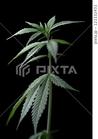 Herbal growth: green cannabis plant captured in detail, emphasizing its natural beauty, unique characteristics, representing evolving perception of cannabis in modern horticulture, health industries. Herbal growth: green cannabis plant captured in detail, emphasizing its natural beauty, unique characteristics, representing evolving perception of cannabis in modern horticulture, health industries. 121132431
