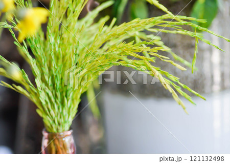 rice plant in a vase for decoration 121132498