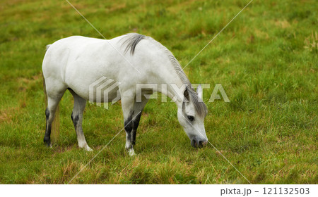 A beautiful white horse grazing on a lush green pasture outside on a farm or ranch. One animal standing on farmland on a sunny day. A tranquil horse eating fresh green grass on a spring landscape 121132503