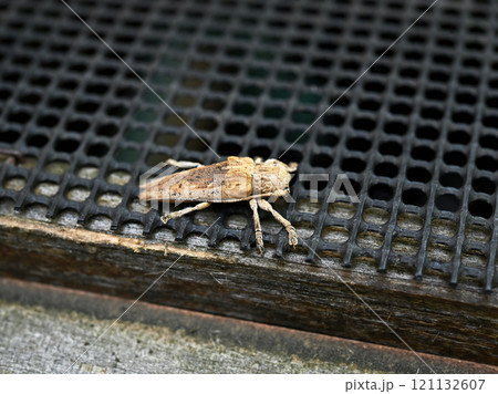 ヤハズカミキリ ヤハズカミキリ 121132607