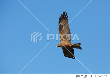 A kite bird of prey flying over the terrain in search of food 121132633