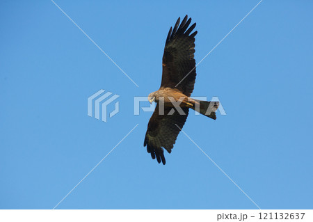 A kite bird of prey flying over the terrain in search of food 121132637