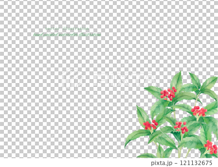 紅花果水彩手繪插畫 紅花果水彩手繪插畫 121132675
