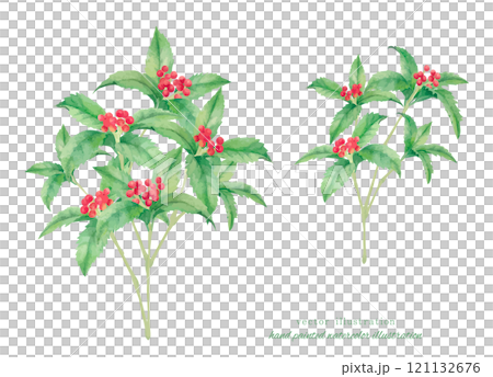 紅花果水彩手繪插畫 紅花果水彩手繪插畫 121132676