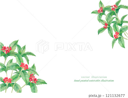 水彩手書きの赤いセンリョウの実のイラスト 121132677