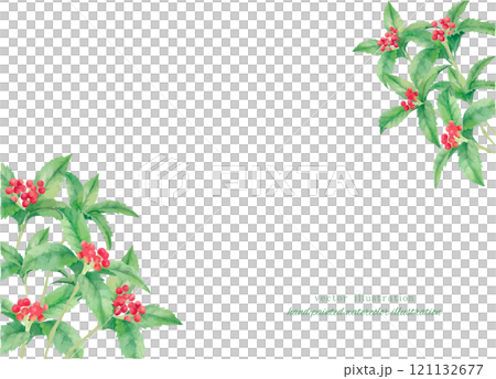 水彩手書きの赤いセンリョウの実のイラスト 121132677