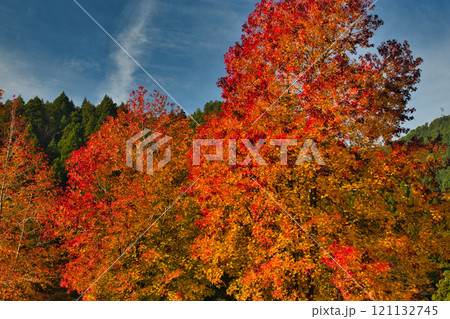 紅葉に包まれる竹田の里 121132745