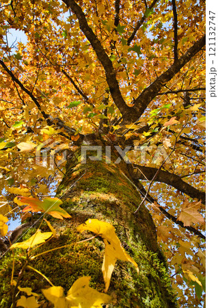紅葉に包まれる竹田の里 紅葉に包まれる竹田の里 121132747