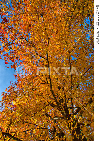 紅葉に包まれる竹田の里 121132748