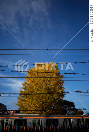 黄金色の銀杏と鉄道の動きが交差する風景 121132847