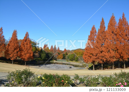 四季の森の紅葉（愛知県、小牧市） 121133009