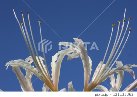 青空に向かって伸びる白い彼岸花 121133362