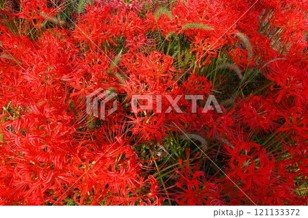 真っ赤な彼岸花 121133372