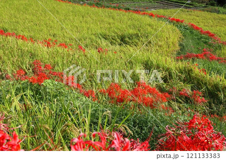 棚田に咲く彼岸花 121133383