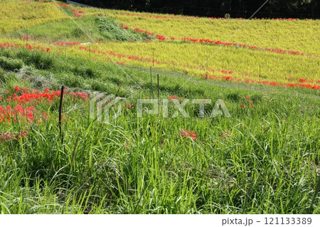 田んぼの畦に咲く彼岸花 田んぼの畦に咲く彼岸花 121133389