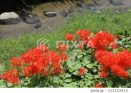 川の土手に咲く彼岸花 川の土手に咲く彼岸花 121133413