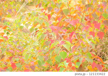 変色した葉 121133422