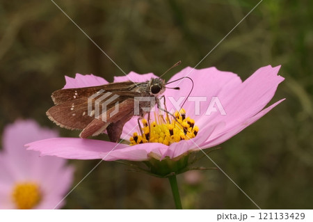 コスモスの蜜を吸う蛾 121133429