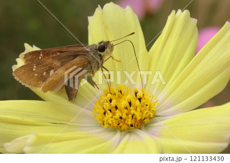 コスモスの蜜を吸う蛾 121133430