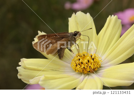 コスモスの蜜を吸う蛾 121133431