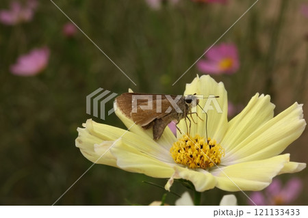 コスモスの蜜を吸う蛾 121133433