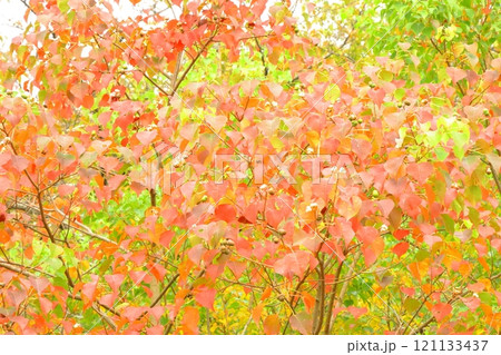 変色した葉 変色した葉 121133437