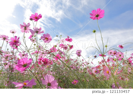 秋空に映えるコスモス 秋空に映えるコスモス 121133457