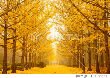 金色の世界 121133544