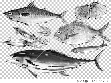 A set of various fish drawn by hand with ink, monotone illustration, transparent background, white background 121133705