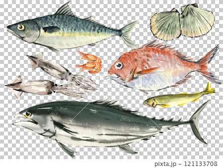 A set of various fish drawn in watercolors [hand-drawn illustration] material on a white background, transparent background 121133708