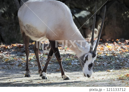 アラビアオリックス 121133712