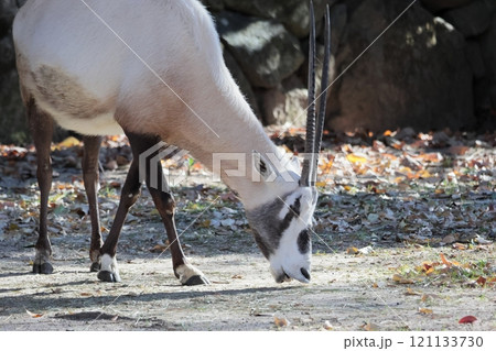 アラビアオリックス 121133730