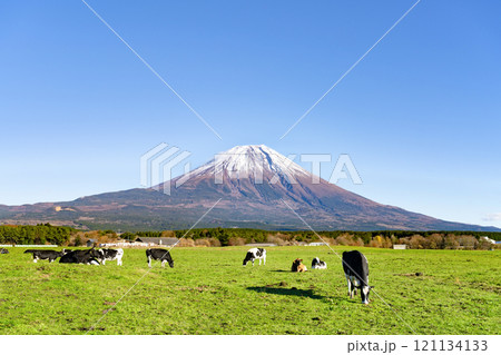 静岡県富士宮市　朝霧高原の放牧風景と富士山 121134133