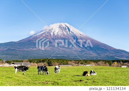 静岡県富士宮市 朝霧高原の放牧風景と富士山 静岡県富士宮市 朝霧高原の放牧風景と富士山 121134134