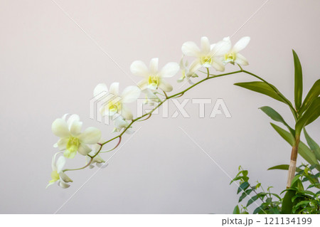 Beautiful Orchid flower blooming in garden floral background Beautiful Orchid flower blooming in garden floral background 121134199