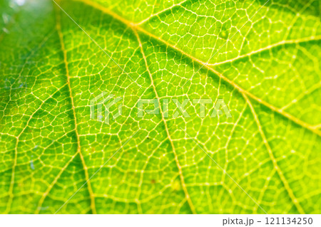 Green leaf texture surface background close up 121134250